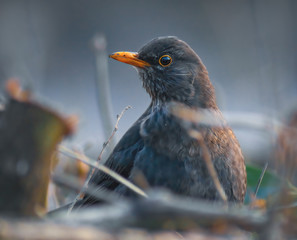 Aufmerksame Amsel