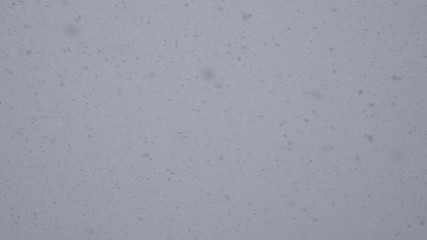 Obraz premium duże stado ptaków na niebie jesienią przed odlotem na południe