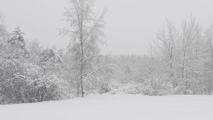 Winter forest during a snowfall, slow motion