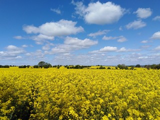 Obraz premium rape seed field panoramic