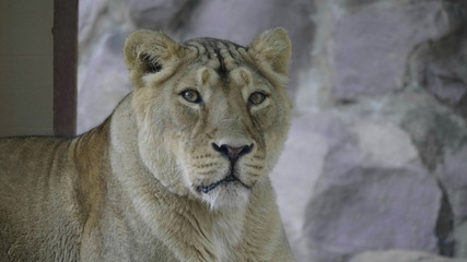 Portrait lioness basking in the warm sun after dinner
