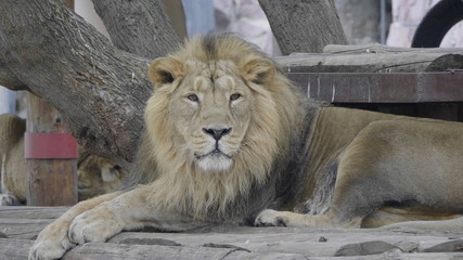 Naklejka premium Portrait lion basking in the warm sun after dinner