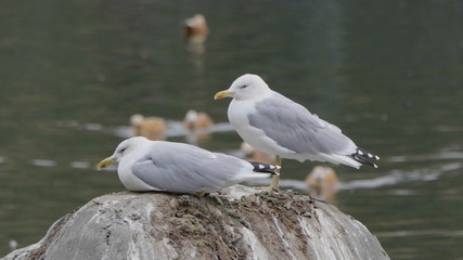 Two seagulls are sitting on a stone in the sea