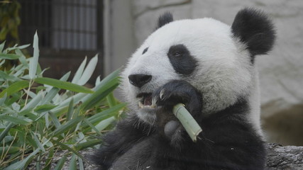 Panda eat juicy bamboo branches for lunch