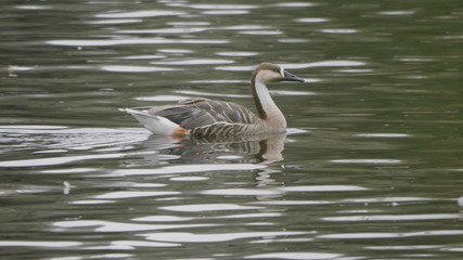 Goose on walk floating in the pond water.