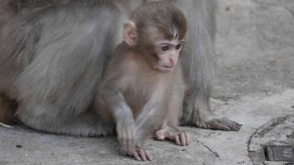 Portrait of a japanese macaque (snow monkey)