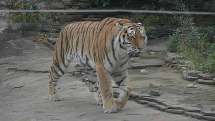 The Amur tiger is the graceful gait of the taiga