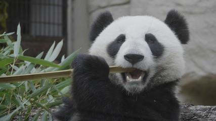Obraz premium Panda eat juicy bamboo branches for lunch