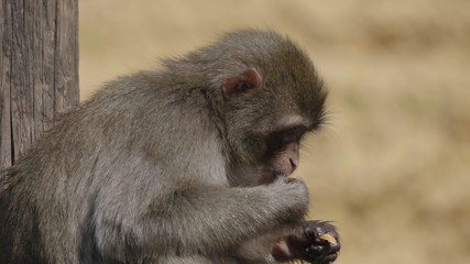 Portrait of a japanese macaque (snow monkey)