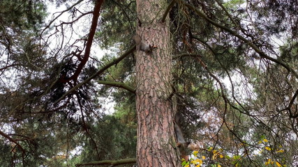 Squirrel eats from the hand autumn in the forest