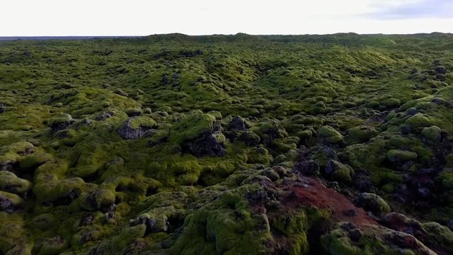 A group of people moves along the lava fields covered with moss. Green moss on a lava field