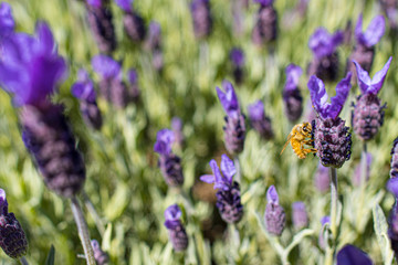 Lavendel mit Honigbienen - Lavendelfarm Wanaka