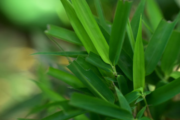 Closeup nature view of green leaf on blurred greenery background in garden with copy space for text using as background natural green plants landscape, ecology, fresh cover page concept. wallpaper