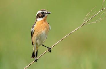 Whinchat ( Saxicola rubetra ) bird close up