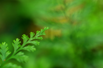 Closeup nature view of beautiful fern on blurred greenery background in garden with copy space for text using as background natural green plants landscape, ecology, fresh cover page concept.