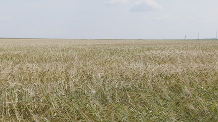 Fields of wheat at the end of summer fully ripe