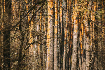 Obraz premium Spring Coniferous Forest In Sunny Day. Pines Trees Woods