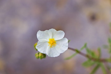 Obraz premium Isolated blossom of helianthemum apenninum (White Rock-Rose) with blurred background