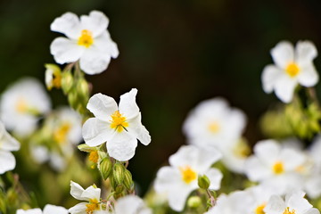 Close-up picture of blossoming flower called helianthemum apenninum (White Rock-Rose)