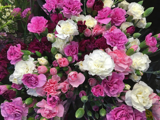 Full frame close-up view from directly above of beautiful bouquets of fresh pink and white carnations