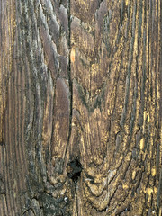 Close up photo of a rustic, wood plant or board. Vintage, retro, antique or grunge effect. Background texture or banner.