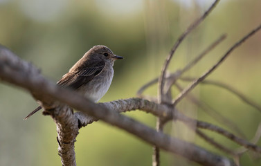Spotted Flycatcher (Muscicapa striata) small bird perched in tree