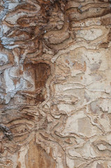 The bark beetle holes