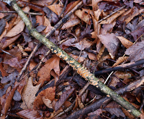 Fungus growth on a tree branch laying onto pot wet autumn leaves in the forest