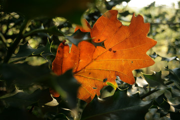 Fototapeta na wymiar une feuille de chêne orange en automne