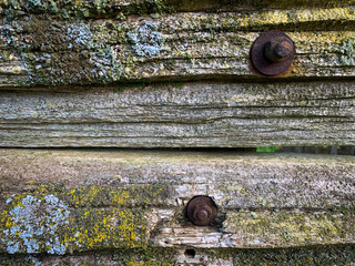 Close up photo of a rustic, wood plant or board or fence beam. Lichen or moss. Vintage, retro, antique or grunge effect. Background texture or banner.