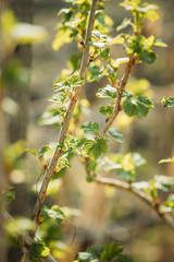 Ribes Nigrum Or Black Currant. Young Spring Green Leaf Leaves Growing In Bush Plant. Young Lush On Shrub In Vegetable Garden