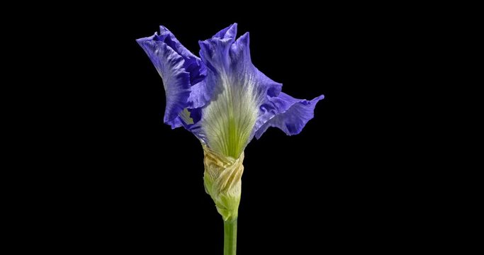 Accelerated video of opening petals process of the blue white iris flower, isolated on black background