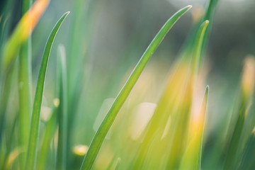 Scallions Or Green Onions, Spring Onions, Or Salad Onions. Young Spring Green Leaf Leaves Growing In Vegetable Garden. Healthy Vegetable