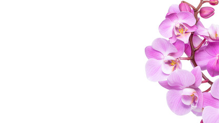 Fototapeta na wymiar pink flower phalaenopsis orchid isolated on white background