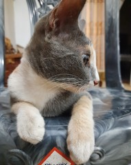 Time spent with cats is never wasted