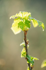Ribes Nigrum Or Black Currant. Young Spring Green Leaf Leaves Growing In Bush Plant. Young Lush On Shrub In Vegetable Garden