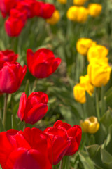 Red and yellow tulips