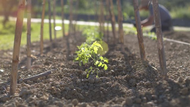 Agriculture and cultivation business. Tomatoes field at sunset. Portrait of a farmer with a straw hat planting a new organic vegetable in the garden. Man growing a plantation of seedlings. Backlit.
