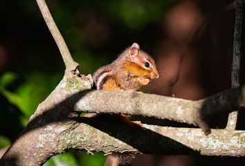 Chipmunk in tree