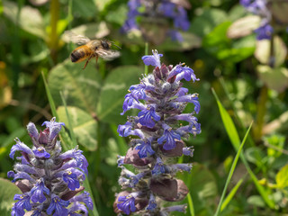 ape in volo tra dei fiori viola per la raccolta del polline in un prato delle campagne piemontesi
