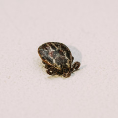 Dermacentor Reticulatus. The Ornate Cow Tick, Ornate Dog Tick, Meadow Tick, And Marsh Tick. Family Ixodidae. Ticks Are Carriers Of Dangerous Diseases.