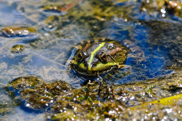 Cute frog , sitting in a little pond in the water