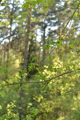 Close-up of ash tree branch with flowers against the background of a defocused forest tree