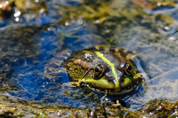 Cute frog , sitting in a little pond in the water