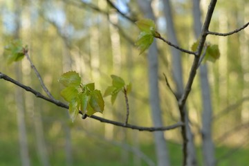 Aspen branch with young green leaves