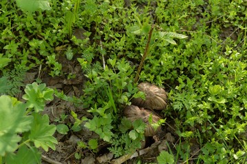 Two last year's mushrooms among young grass