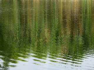 abstract water reflection of tree in the pond