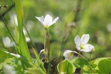 Obraz premium Close-up of small white sour flowers