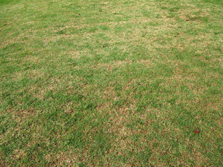 green grass and dry grass