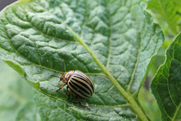 Colorado beetle eats a potato leaves. Parasites destroy a crop in the field.